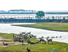 大丰湿地 麋鹿欢栖