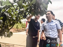 省梨果产业专家来丰指导防病减灾工作