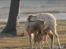 盐城大丰：麋鹿产崽季 湿地添活力