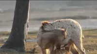 盐城大丰：麋鹿产崽季 湿地添活力