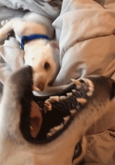 0.gif