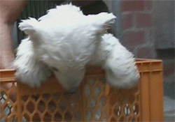 0.gif
