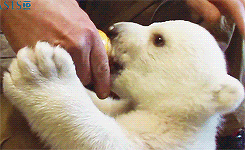 0.gif