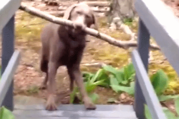 0.gif