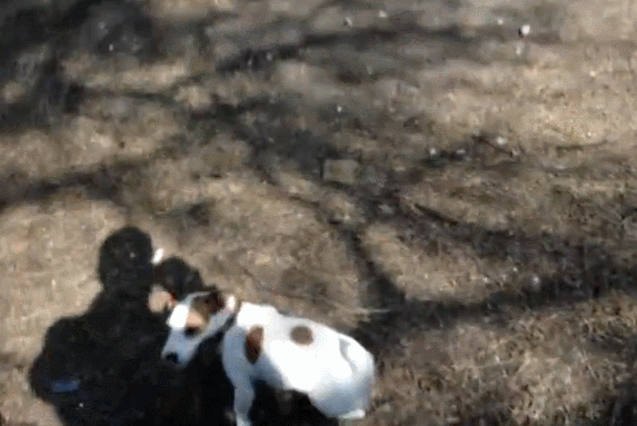 0.gif