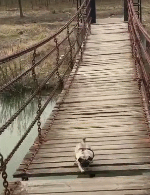 0.gif