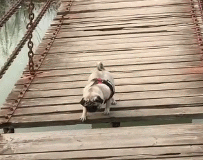 0.gif