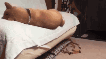 0.gif