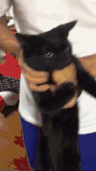 dcbd2e2acbda43b3a5ecfc9d7ef3d353.gif