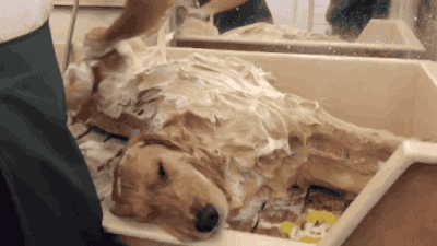 3246476e515c465caf7951d9e48b12e1.gif