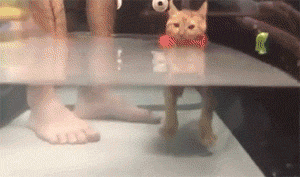 3246476e515c465caf7951d9e48b12e1.gif