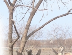 大丰麋鹿换新“小树杈”茸角生长超可爱