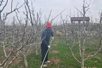 大丰：“梨村”春来早 果农春管忙