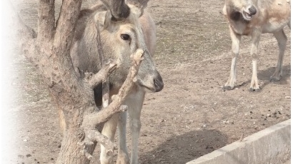 大丰麋鹿换新“小树杈”茸角生长超可爱