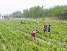 丰华街道万丰村： 小艾草香溢 钱袋子喜鼓