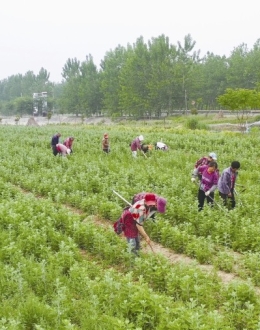 丰华街道万丰村： 小艾草香溢 钱袋子喜鼓
