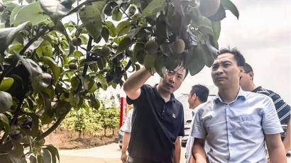 省梨果产业专家来丰指导防病减灾工作