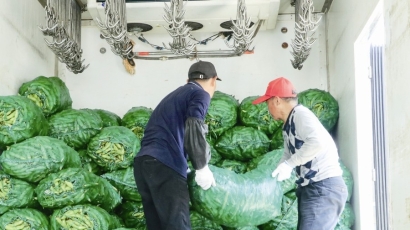 草堰镇西渣村：蚕豆丰收采收忙 轮作增效助增收