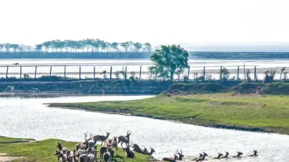 大丰湿地 麋鹿欢栖