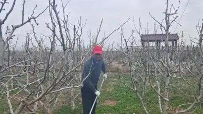 大丰：“梨村”春来早 果农春管忙