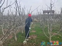 大丰：“梨村”春来早 果农春管忙