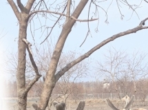 大丰麋鹿换新“小树杈”茸角生长超可爱